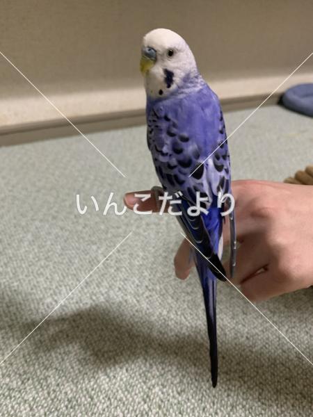 保護鳥の写真
