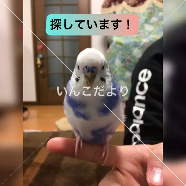 迷い鳥の写真