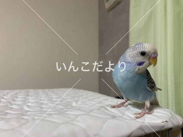 迷い鳥の写真