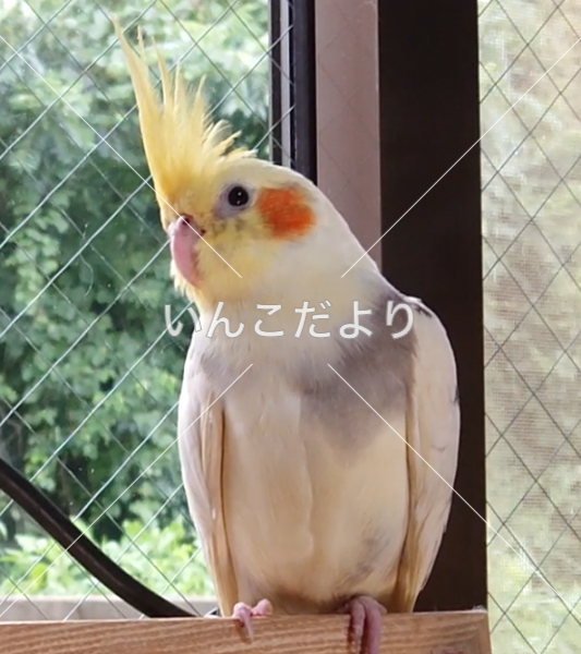 迷い鳥の写真