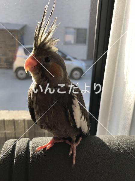 迷い鳥の写真