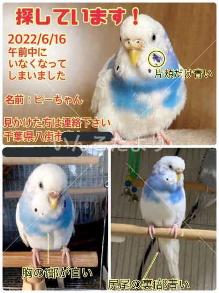 迷い鳥の写真