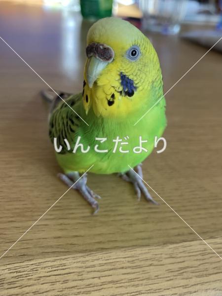 迷い鳥の写真
