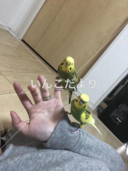 迷い鳥の写真