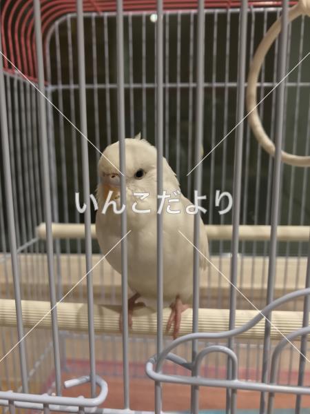 保護鳥の写真