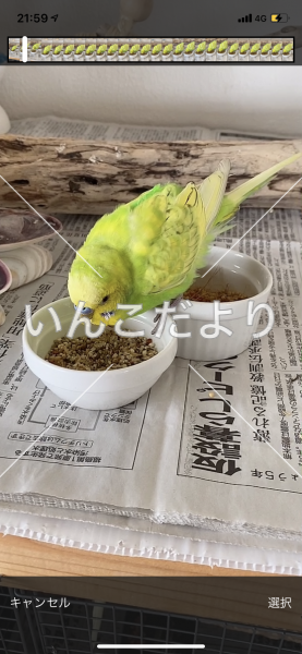 保護鳥の写真