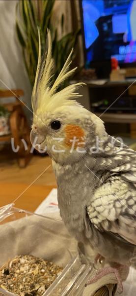 迷い鳥の写真