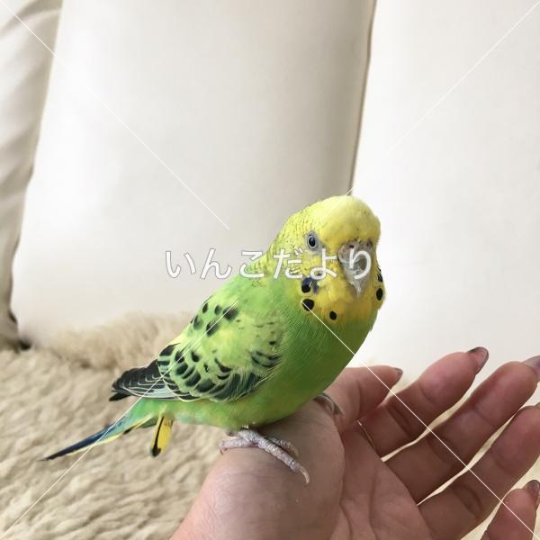 保護鳥の写真