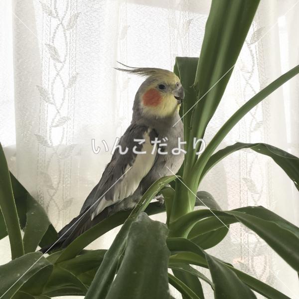 迷い鳥の写真