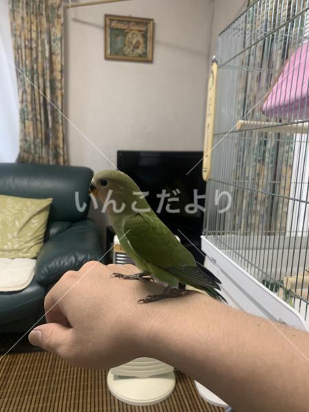 迷い鳥の写真