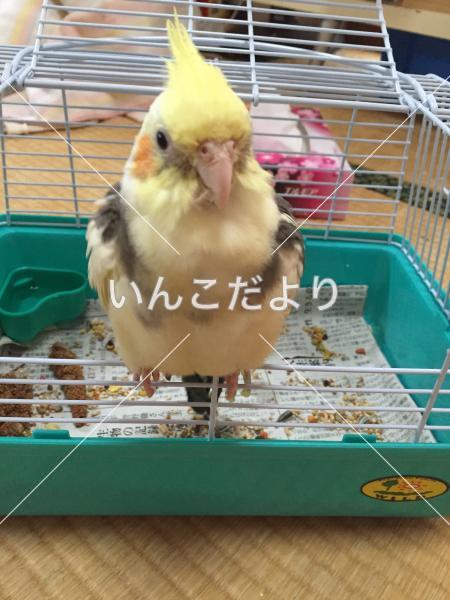 迷い鳥の写真