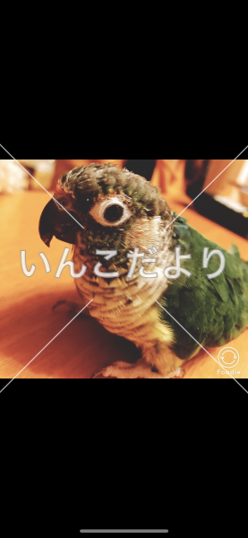 迷い鳥の写真