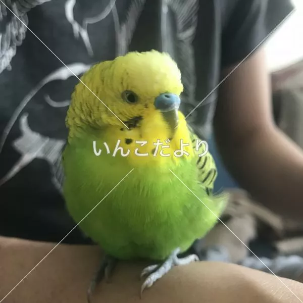 保護鳥の写真