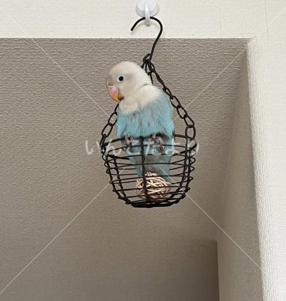 迷い鳥の写真