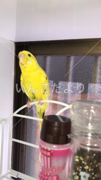 迷い鳥の写真