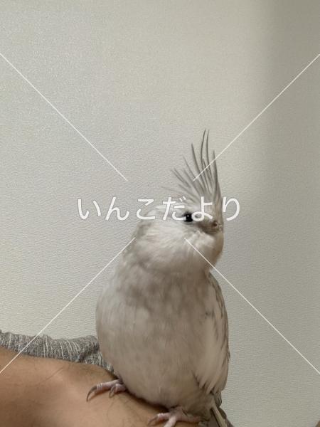 迷い鳥の写真