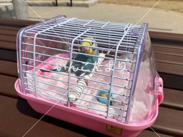 迷い鳥の写真