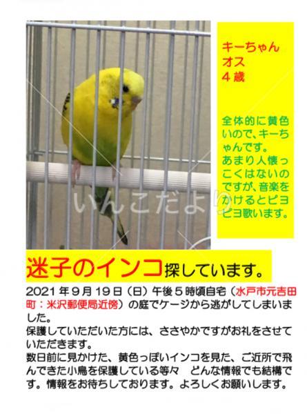 迷い鳥の写真