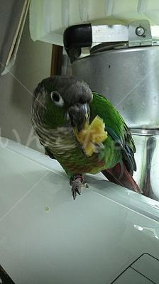 迷い鳥の写真