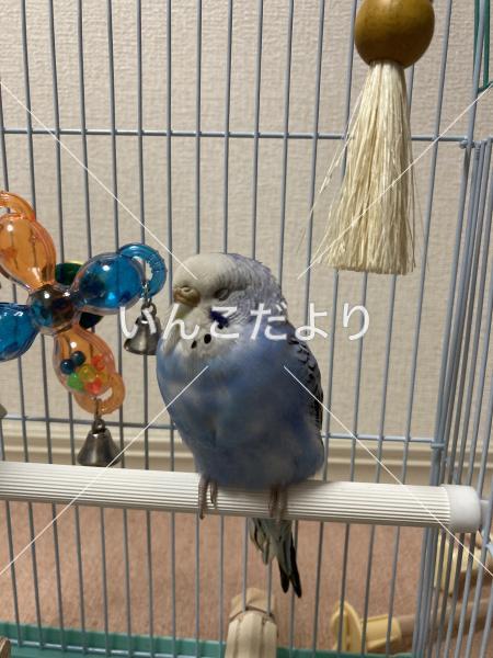 保護鳥の写真