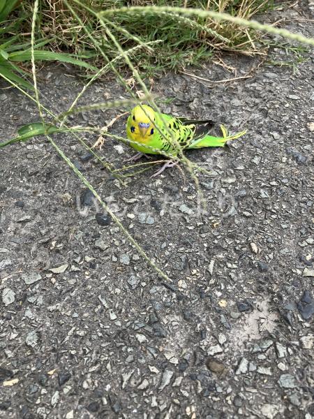 保護鳥の写真