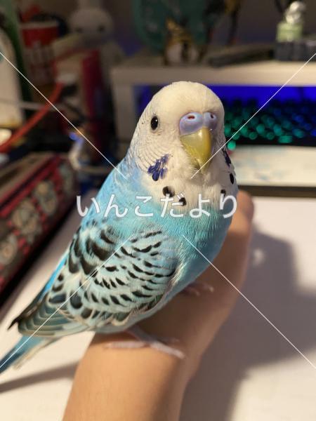 迷い鳥の写真