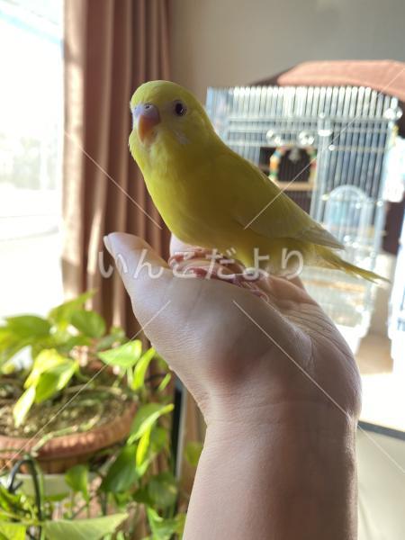 迷い鳥の写真