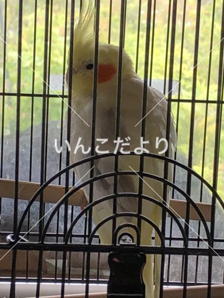 保護鳥の写真