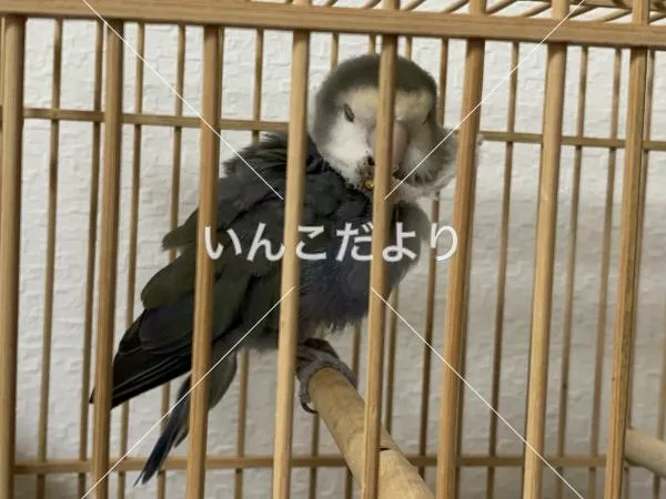 保護鳥の写真