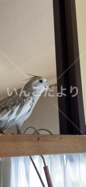 迷い鳥の写真