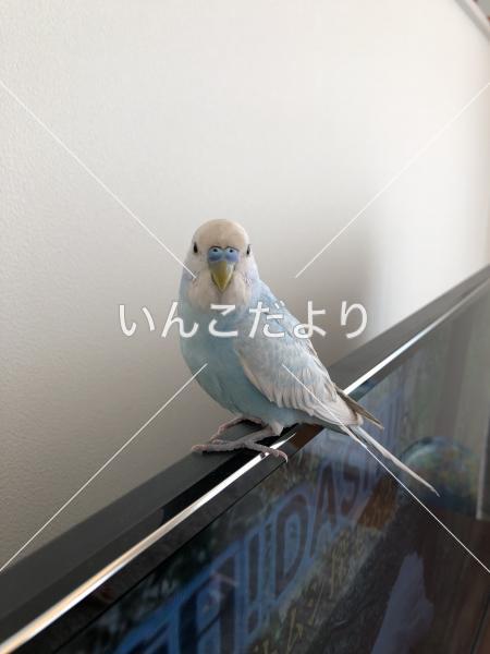 保護鳥の写真