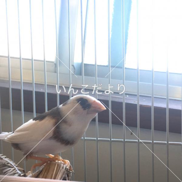 迷い鳥の写真