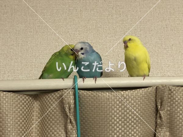 迷い鳥の写真