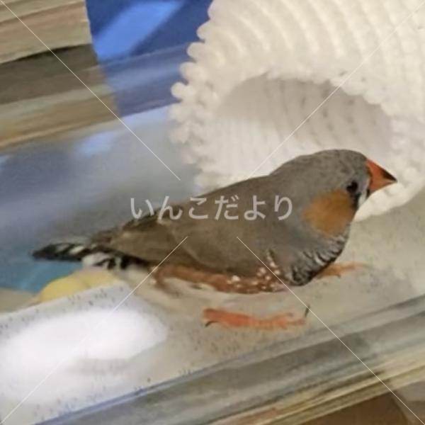 迷い鳥の写真