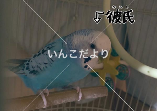 迷い鳥の写真