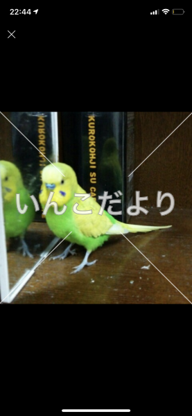 迷い鳥の写真