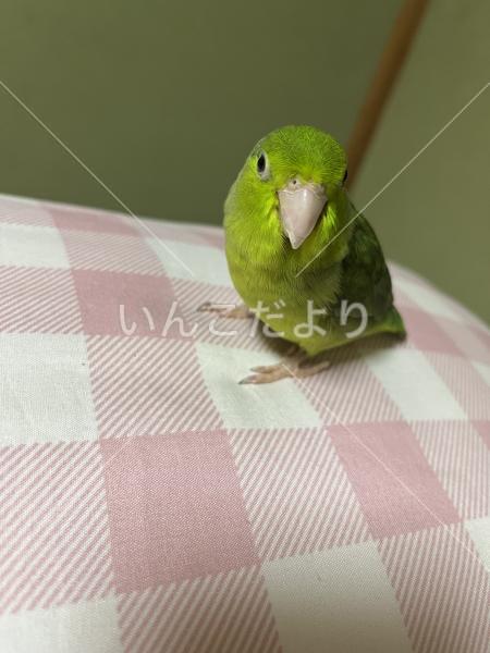 迷い鳥の写真