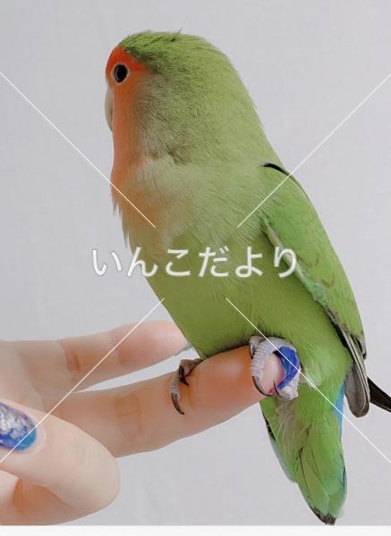迷い鳥の写真