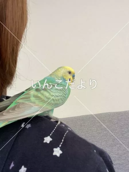 保護鳥の写真
