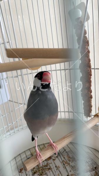 迷い鳥の写真