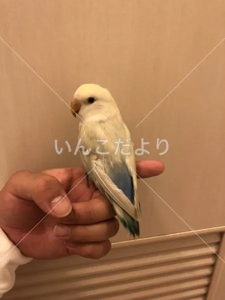 保護鳥の写真