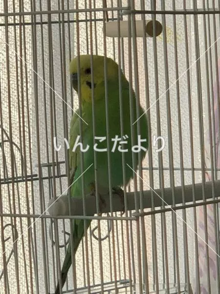 保護鳥の写真