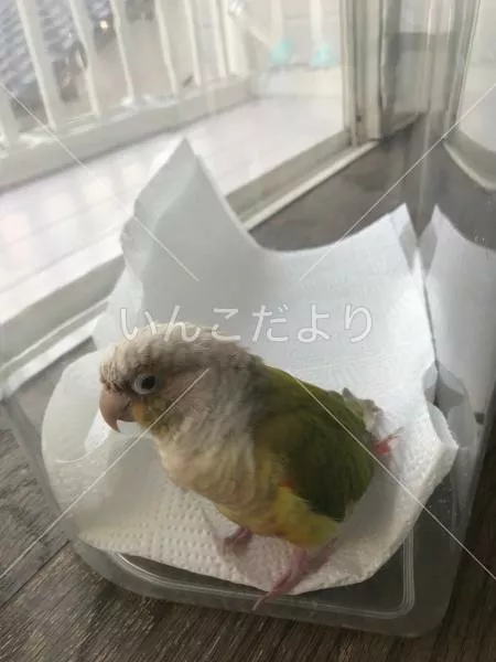 保護鳥の写真