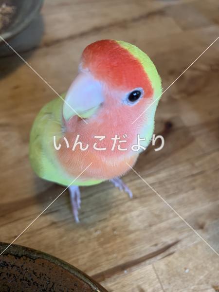 迷い鳥の写真