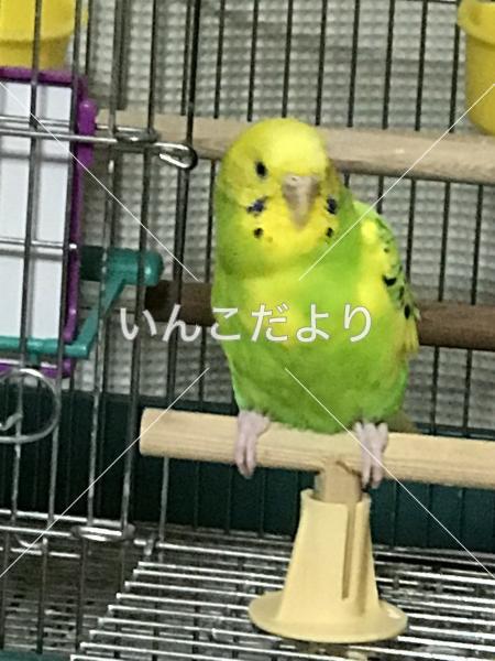 迷い鳥の写真