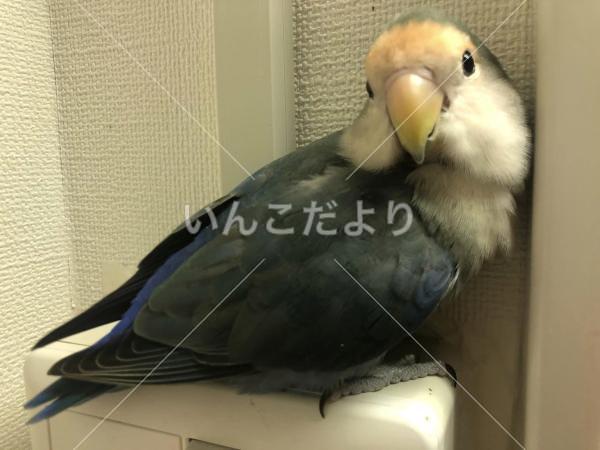 迷い鳥の写真