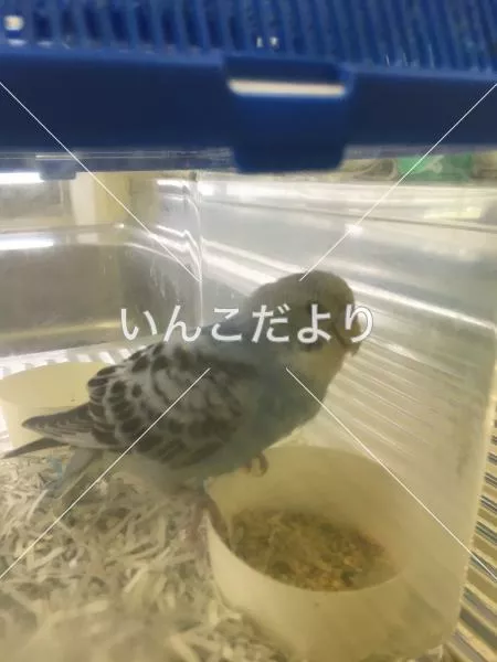 保護鳥の写真