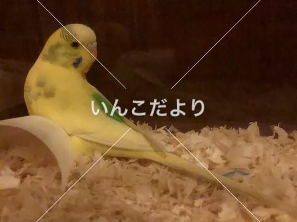 保護鳥の写真