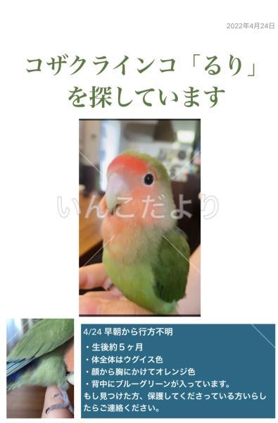 迷い鳥の写真