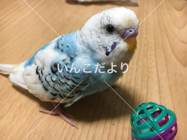 迷い鳥の写真